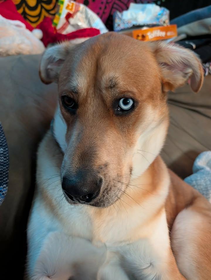 Lennon, adopted, Young Male Labrador Retriever & Husky.