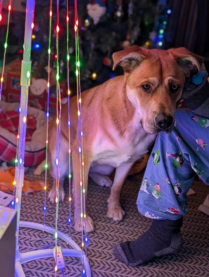 Enlarge Lennon, an adopted mixed breed in Winnipeg, MB image 4/4