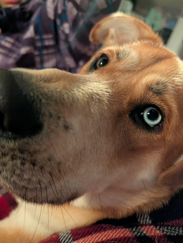 Enlarge Lennon, an adopted mixed breed in Winnipeg, MB image 2/4