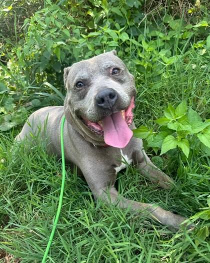 Sylvia, Adoptable, Adult Female Pit Bull Terrier & Mixed Breed.