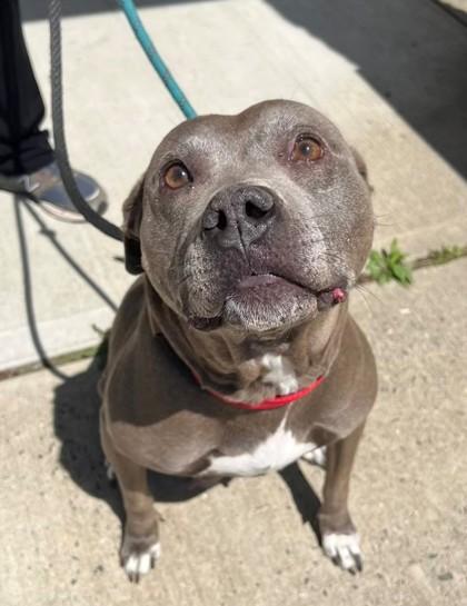 Sylvia, a Adoptable mixed breed in Hamilton, NJ image 2/3