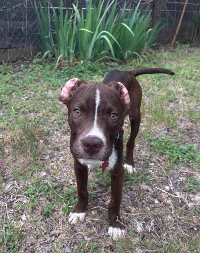 Enlarge Hudson, a Adoptable Pit Bull Terrier in Austin, TX image 1/6