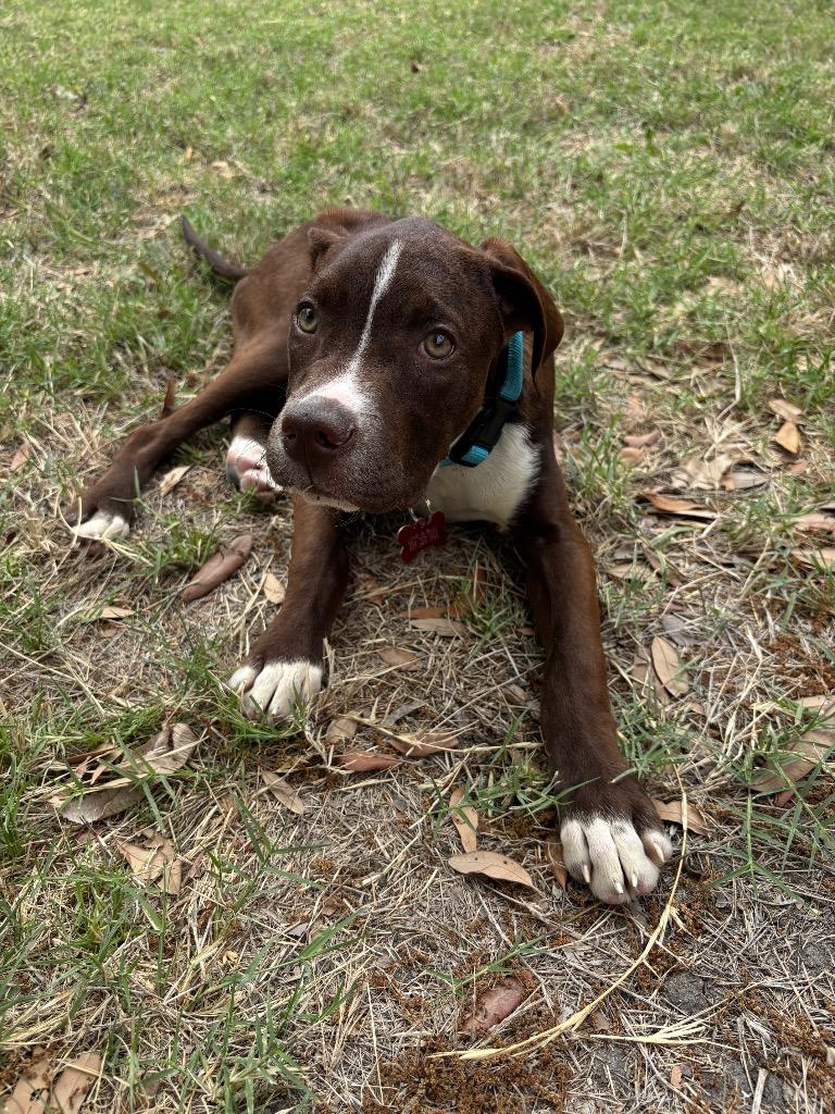 Enlarge Hudson, a Adoptable Pit Bull Terrier in Austin, TX image 2/6