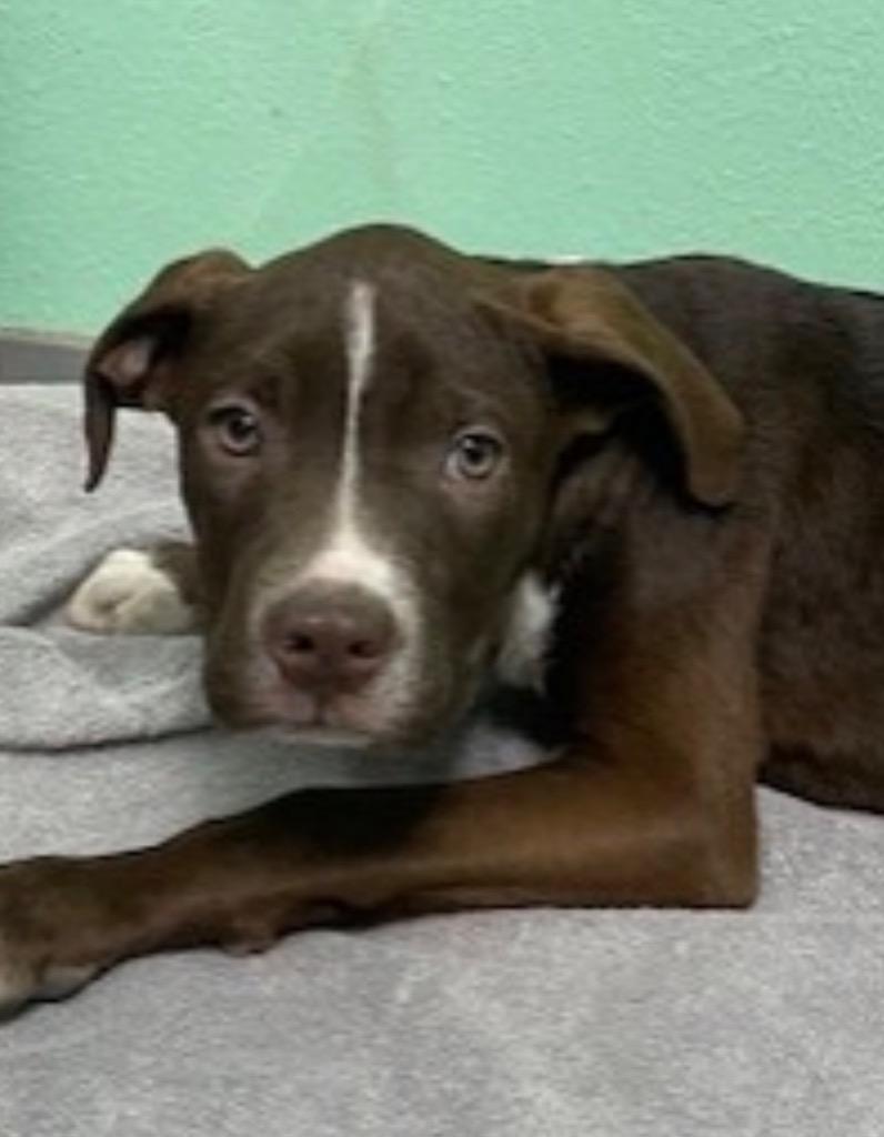 Hudson, Adoptable, Puppy Male Pit Bull Terrier.