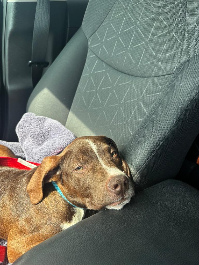 Enlarge Hudson, a Adoptable Pit Bull Terrier in Austin, TX image 2/5