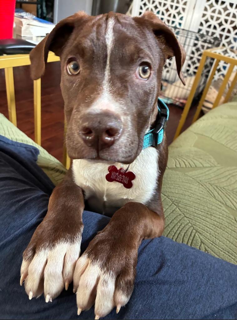 Enlarge Hudson, a Adoptable Pit Bull Terrier in Austin, TX image 4/6