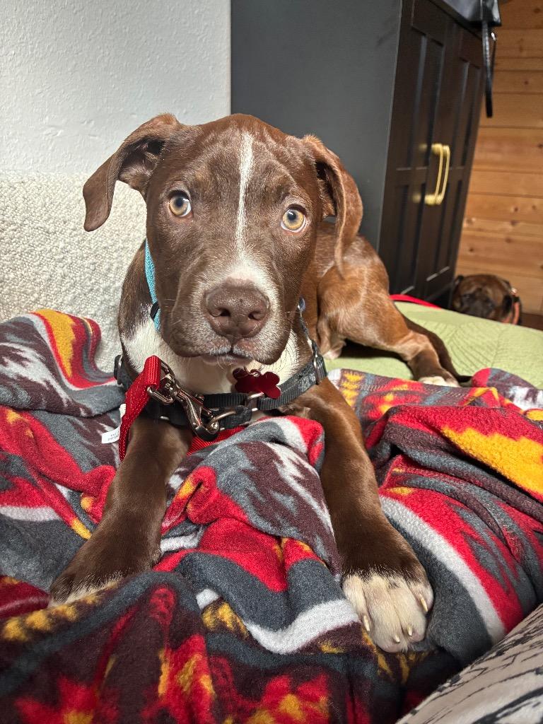 Enlarge Hudson, a Adoptable Pit Bull Terrier in Austin, TX image 4/5