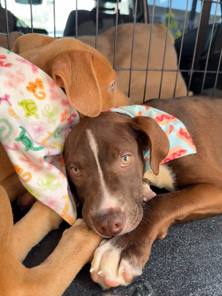 Enlarge Hudson, a Adoptable Pit Bull Terrier in Austin, TX image 5/5