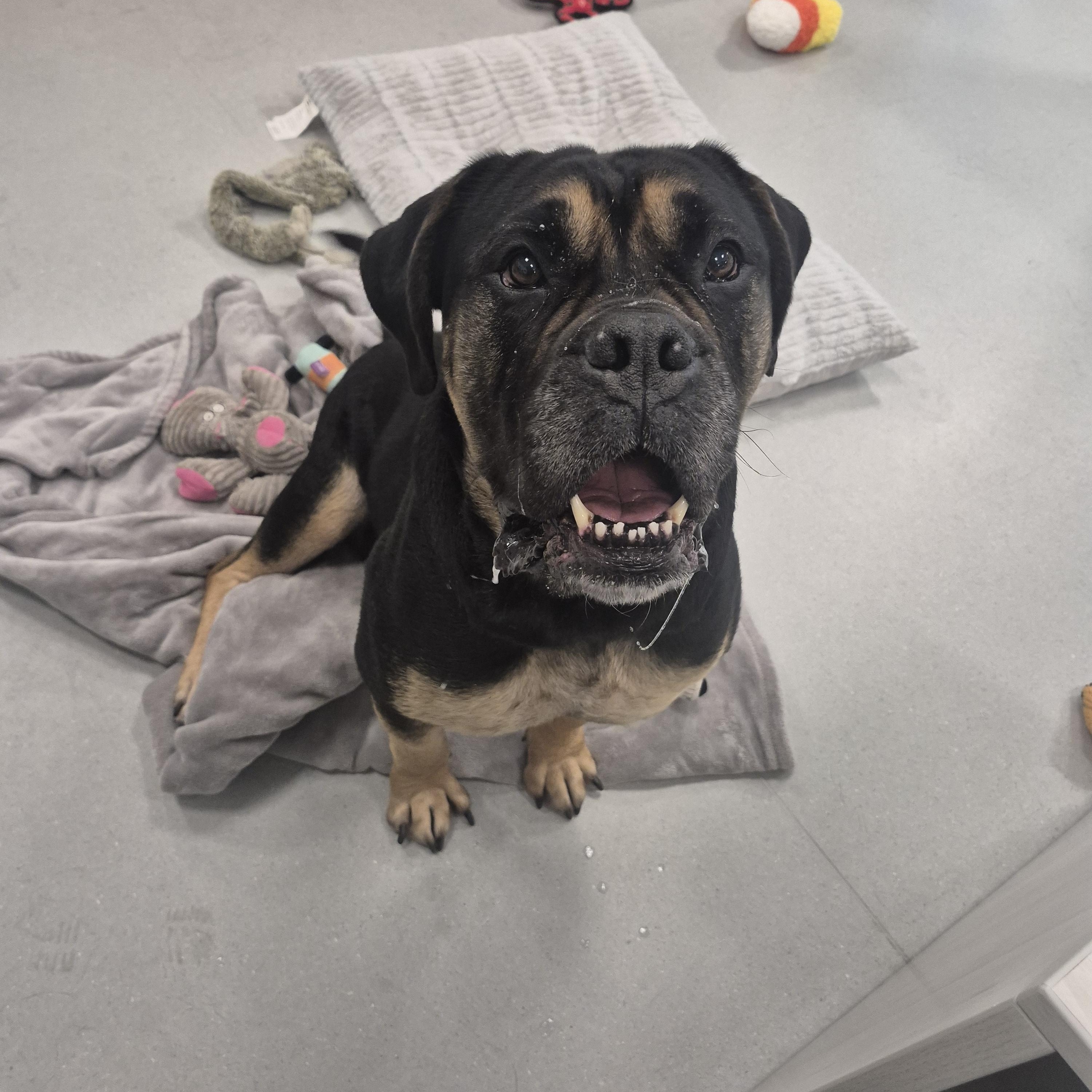 Elsie, ADOPTABLE, Adult Female Mastiff.