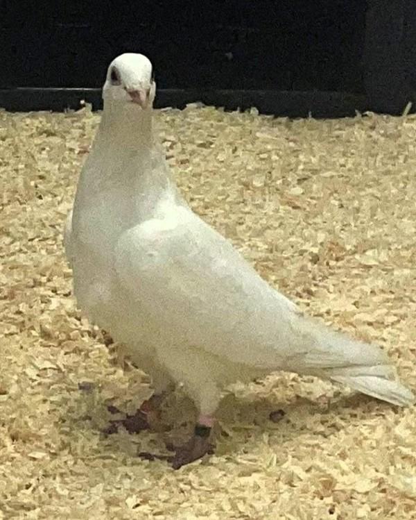 Enlarge Peppermint Schnapps, a Adoptable mixed breed in Novato, CA image 2/2