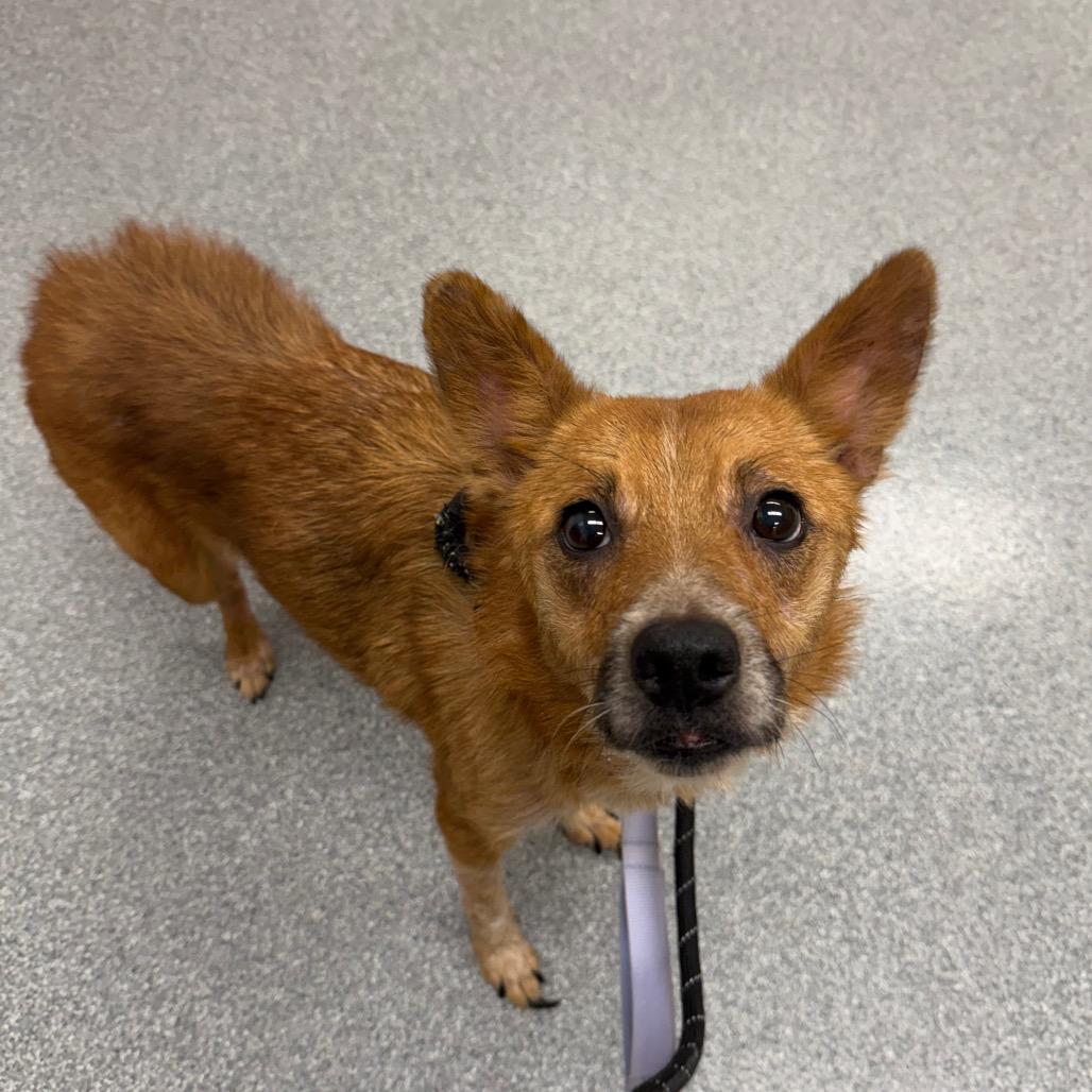 MJ, a Adoptable Cattle Dog in Batavia, OH image 1/6