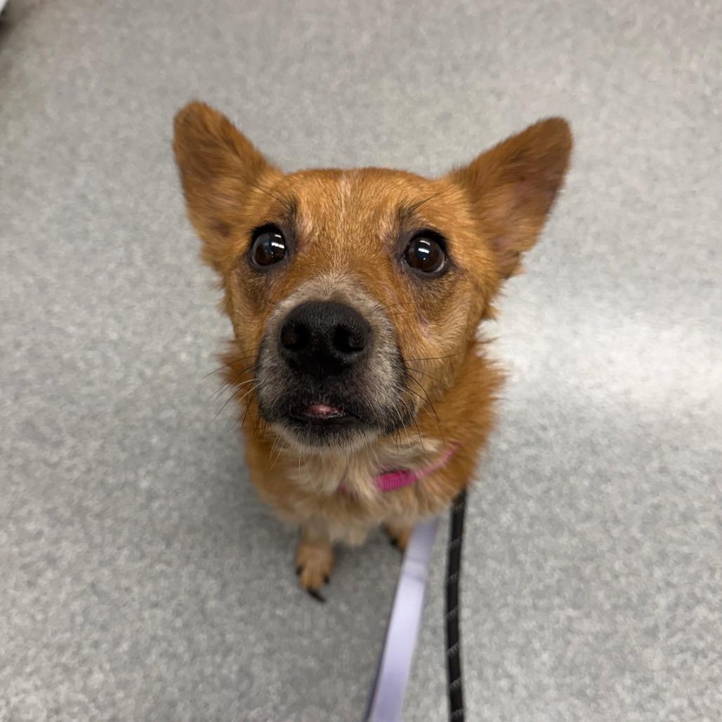 MJ, a Adoptable Cattle Dog in Batavia, OH image 2/6