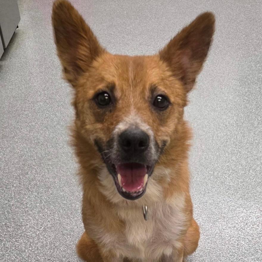 MJ, a Adoptable Cattle Dog in Batavia, OH image 3/6