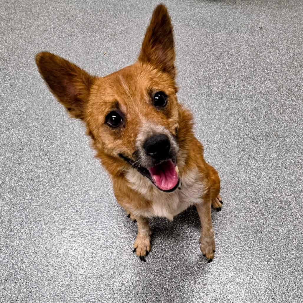 MJ, a Adoptable Cattle Dog in Batavia, OH image 4/6