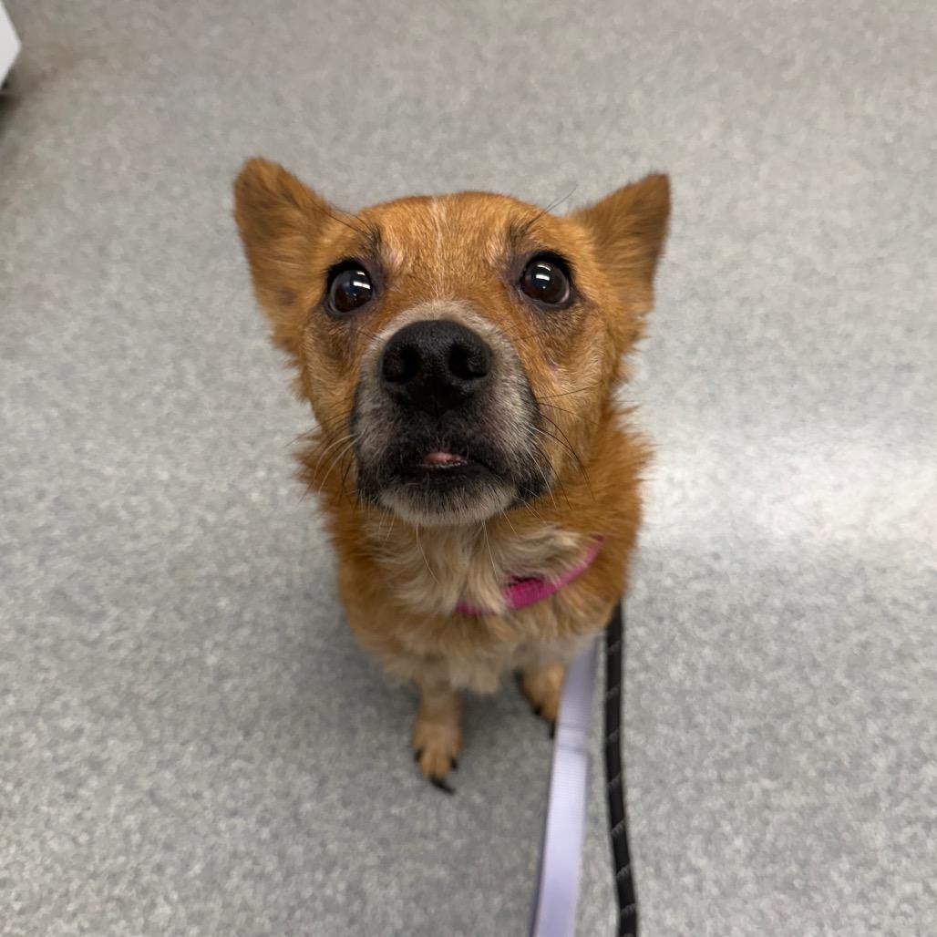 MJ, a Adoptable Cattle Dog in Batavia, OH image 5/6