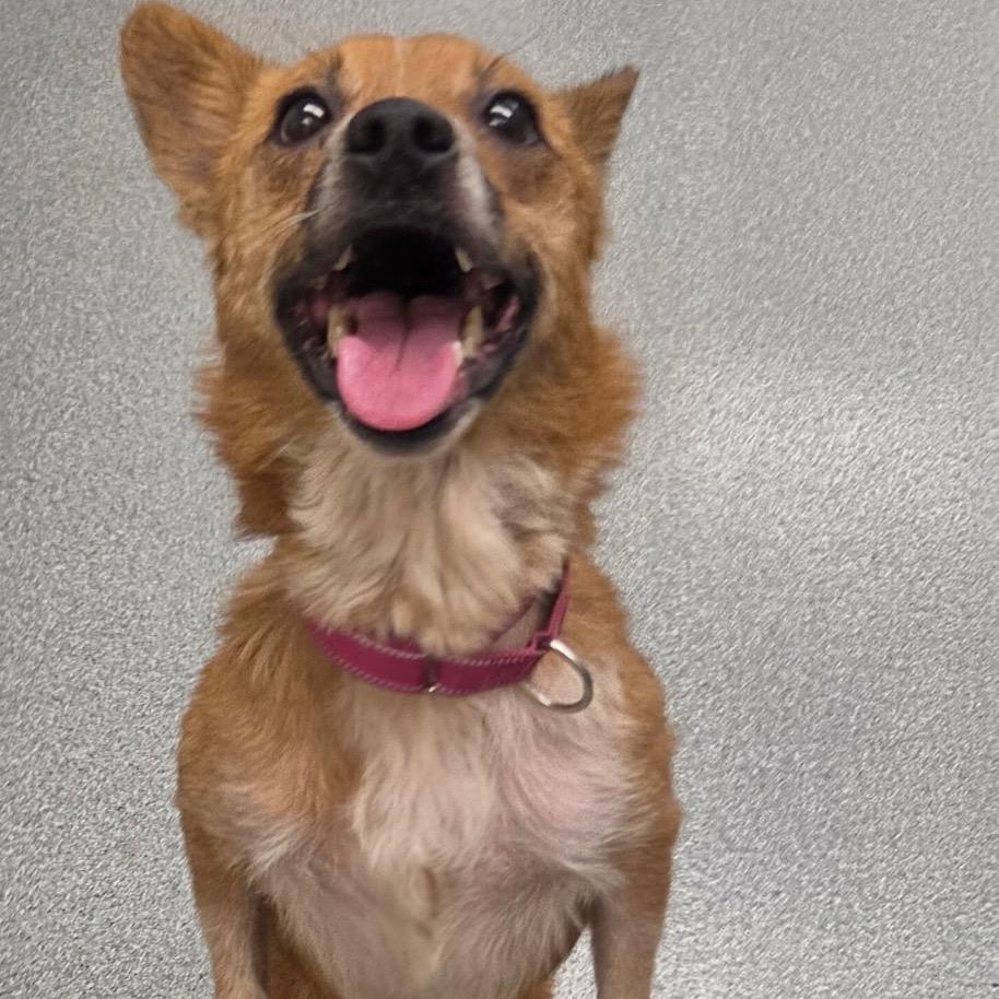 MJ, a Adoptable Cattle Dog in Batavia, OH image 6/6