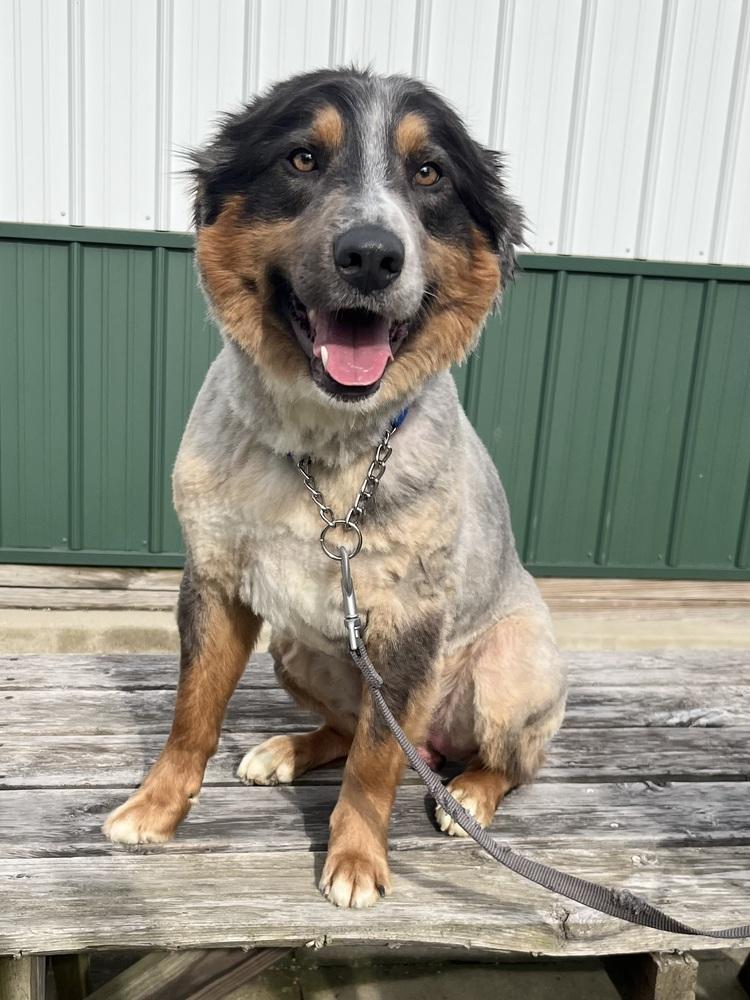 Enlarge Lincoln, a Adoptable Australian Shepherd in Osgood, IN image 1/1