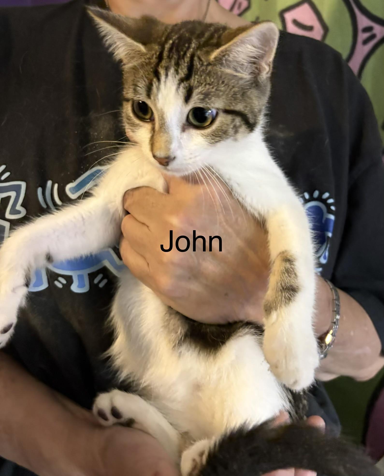 John, Adoptable, Kitten Male Domestic Short Hair & Tabby.