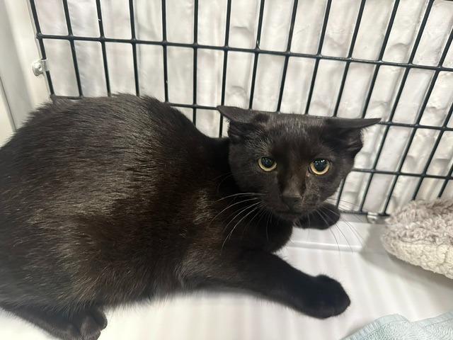 Jafar, Adoptable, Kitten Male Domestic Short Hair.