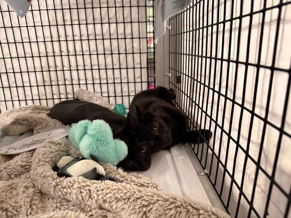 Enlarge Jafar, a Adoptable mixed breed in Raleigh, NC image 2/2