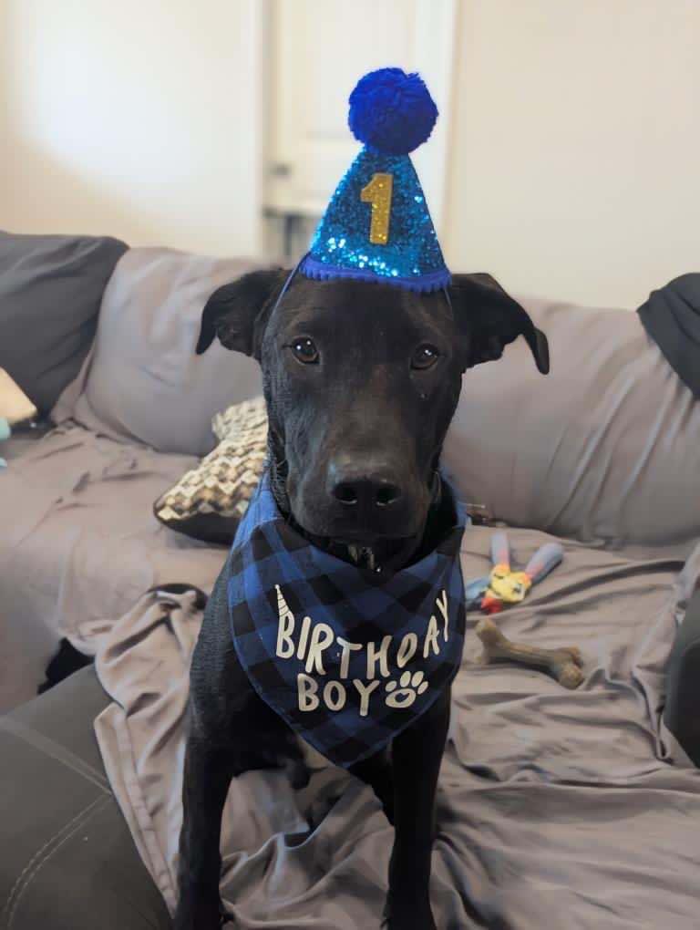 Bruno