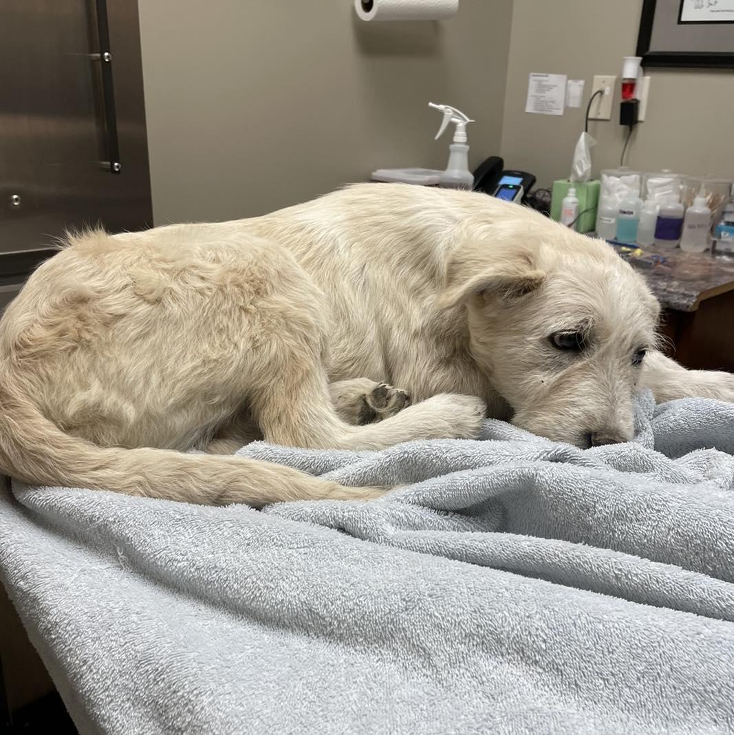 Enlarge Mouse King, a Adoptable mixed breed in Whitewright, TX image 1/3