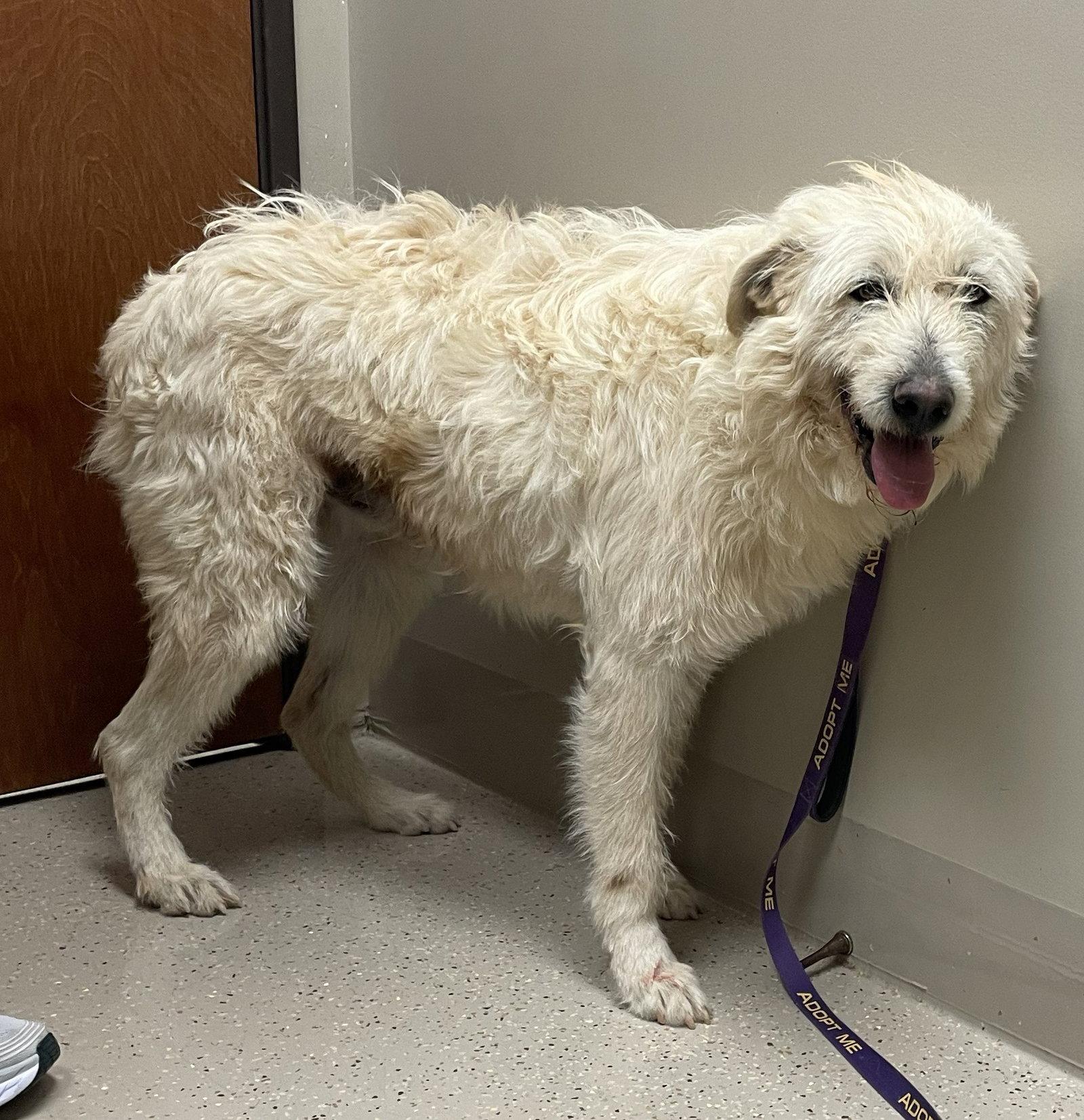Enlarge Mouse King, a Adoptable mixed breed in Whitewright, TX image 1/3
