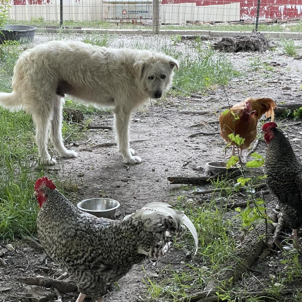 Enlarge Mouse King, a Adoptable mixed breed in Whitewright, TX image 2/3