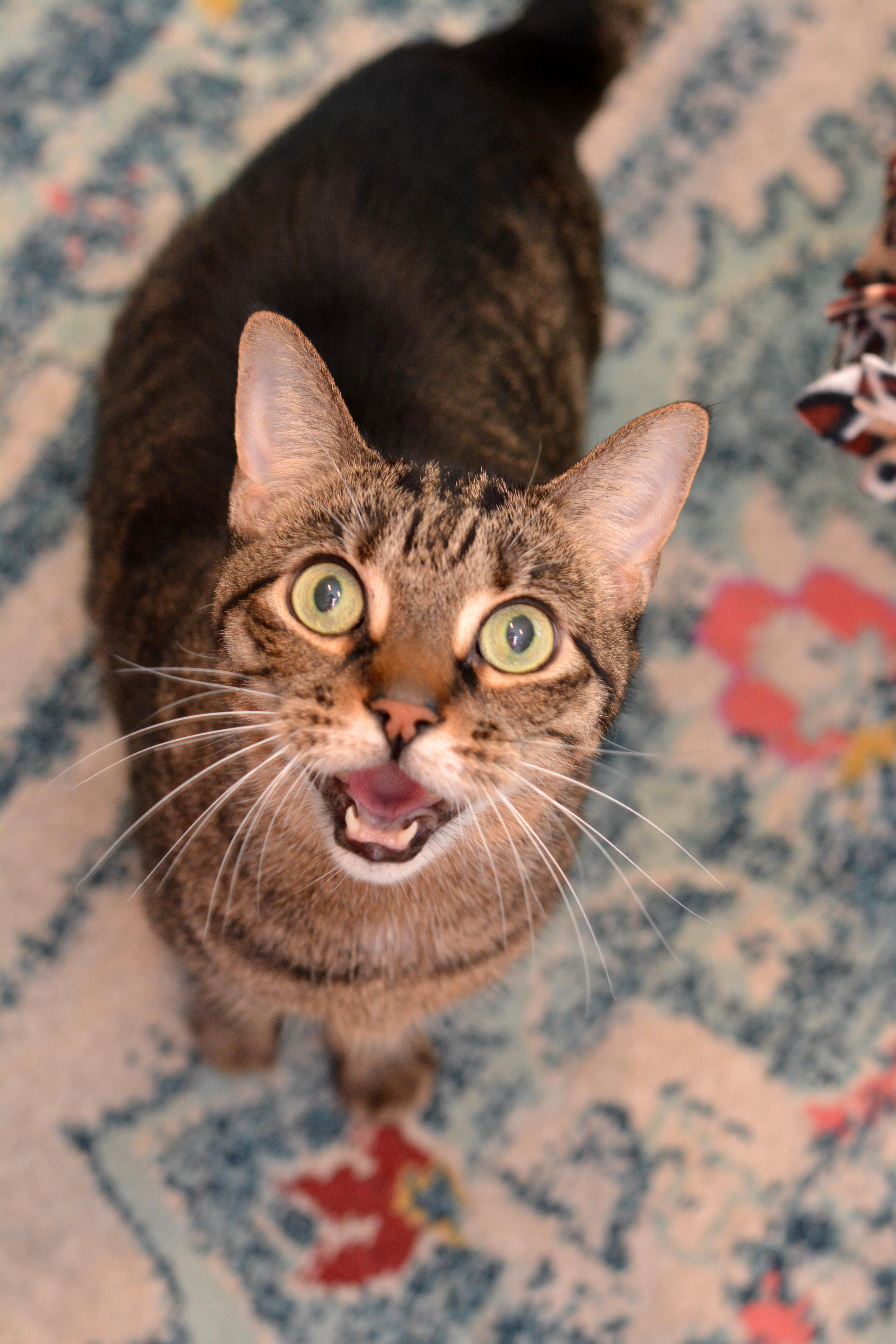 Enlarge Edith, a ADOPTABLE Domestic Short Hair in Round Rock, TX image 5/6