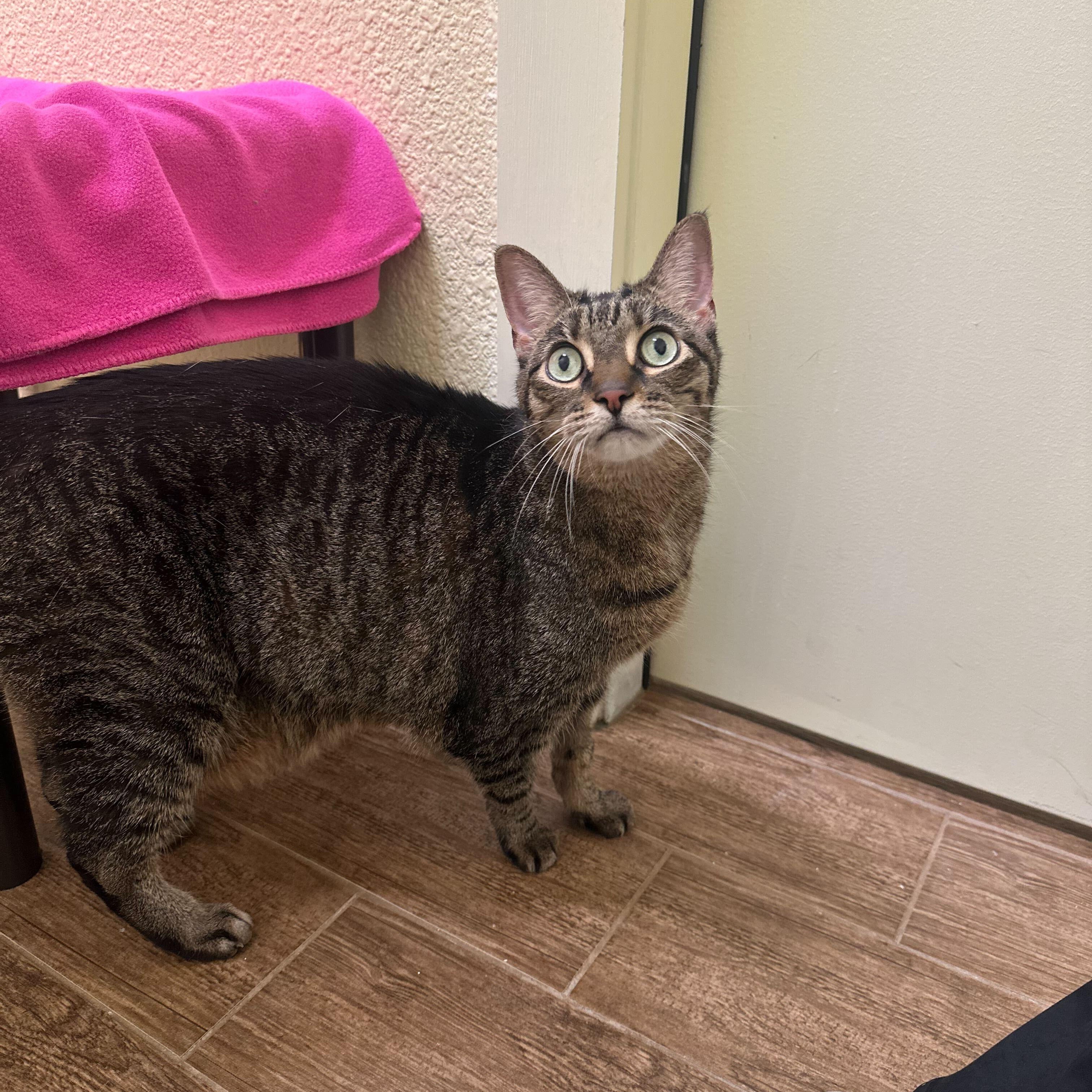 Enlarge Edith, a ADOPTABLE Domestic Short Hair in Round Rock, TX image 3/6