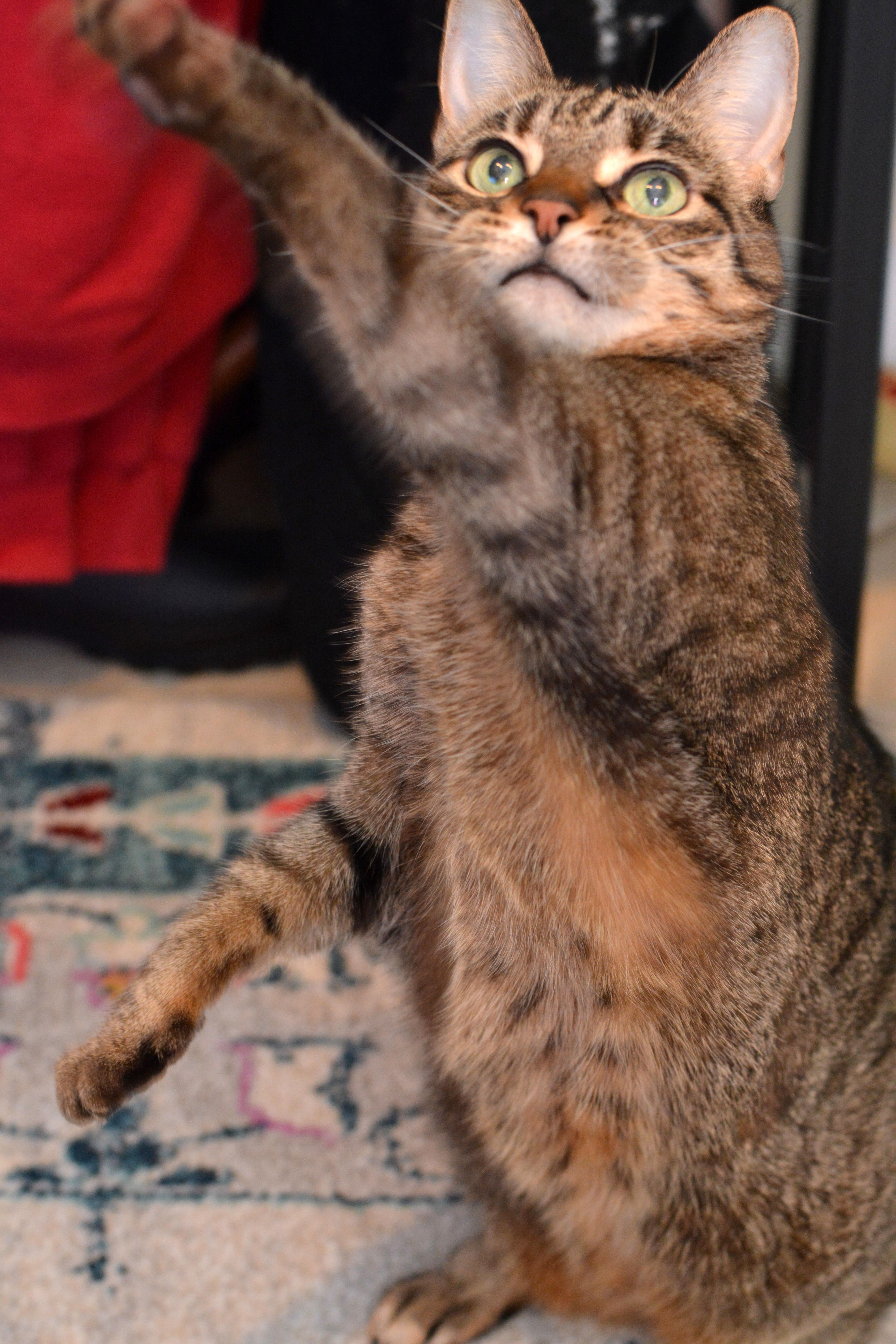 Enlarge Edith, a ADOPTABLE Domestic Short Hair in Round Rock, TX image 6/6