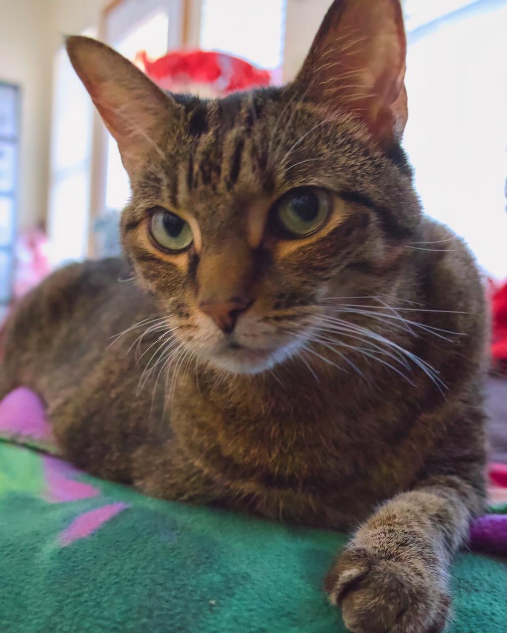 Edith, ADOPTABLE, Senior Female Domestic Short Hair.
