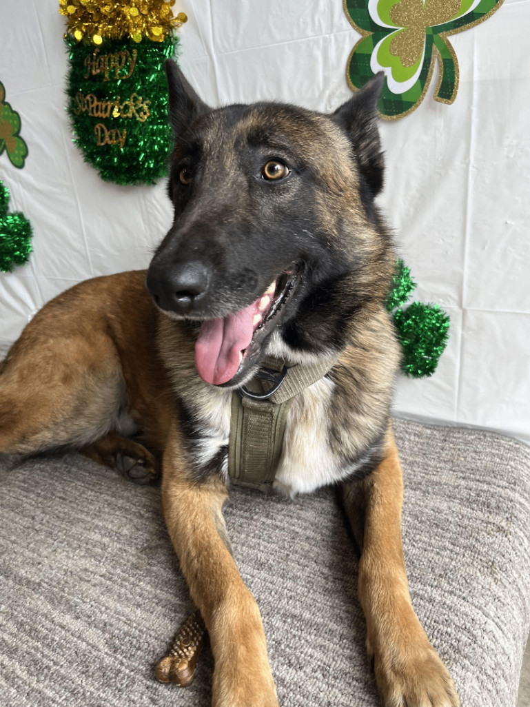 Dog for adoption Gunner, a Belgian Shepherd / Malinois & German