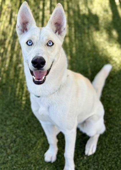 Enlarge Rhonda, a Adoptable mixed breed in Red Bluff, CA image 3/3
