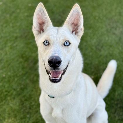 Enlarge Rhonda, a Adoptable mixed breed in Red Bluff, CA image 2/3