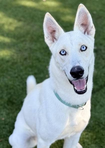 Enlarge Rhonda, a Adoptable mixed breed in Red Bluff, CA image 1/3