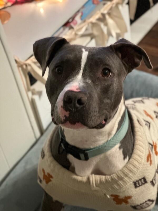 Enzo, Adoptable, Adult Male American Staffordshire Terrier.