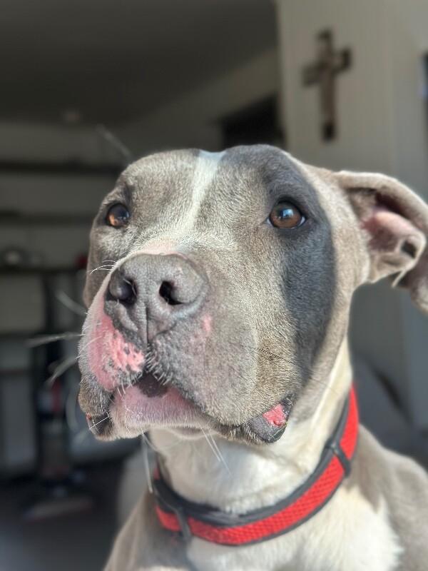 Enlarge Enzo, a Adoptable mixed breed in renton, WA image 2/6