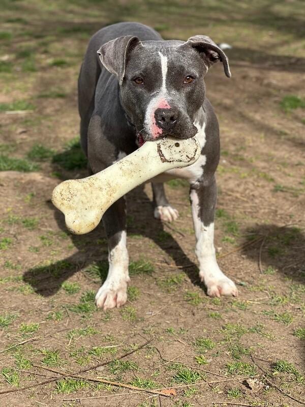 Enlarge Enzo, a Adoptable mixed breed in renton, WA image 3/6