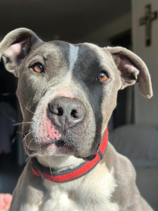 Enlarge Enzo, a Adoptable mixed breed in renton, WA image 4/6