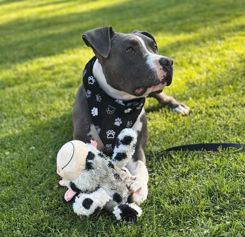 Enlarge Enzo, a Adoptable mixed breed in renton, WA image 5/6