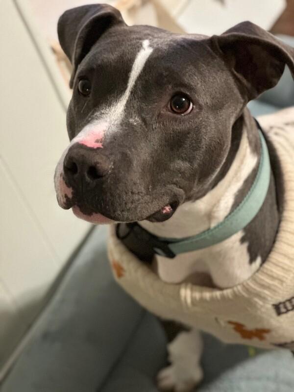 Enlarge Enzo, a Adoptable mixed breed in renton, WA image 6/6