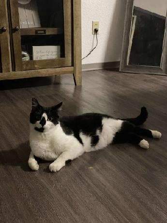 Winston, a Adoptable Tuxedo in Yakima, WA image 2/3