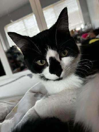 Winston, a Adoptable Tuxedo in Yakima, WA image 3/3