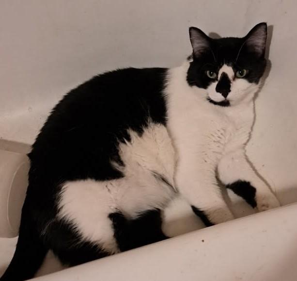 Winston, a Adoptable Tuxedo in Yakima, WA image 1/3