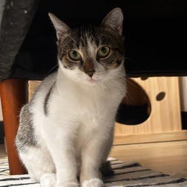 Enlarge Phoenix, a Adoptable Domestic Short Hair in Tustin, CA image 1/2