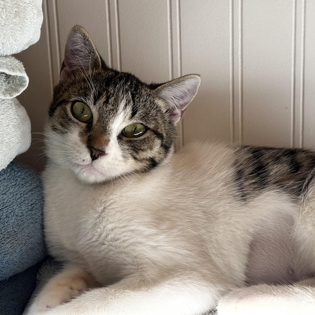 Enlarge Phoenix, a Adoptable Domestic Short Hair in Tustin, CA image 2/2