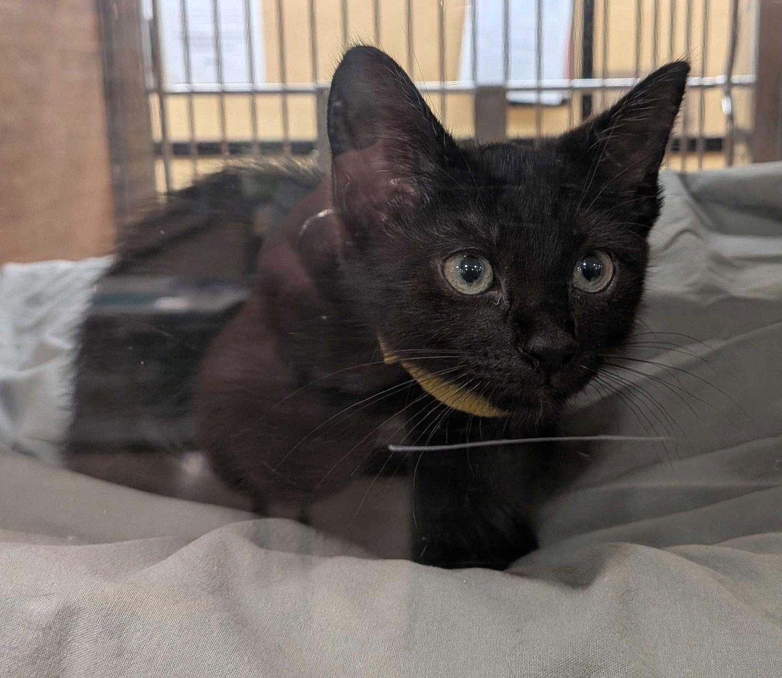 Enlarge Bonnie, a Adoptable Domestic Short Hair in Rowlett, TX image 1/1