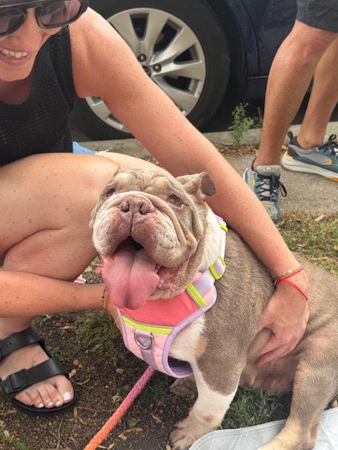 Lucy, Adoptable, Adult Female English Bulldog.