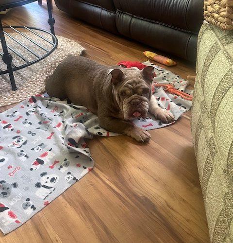 Lucy, a Adoptable English Bulldog in Chicago, IL image 2/6